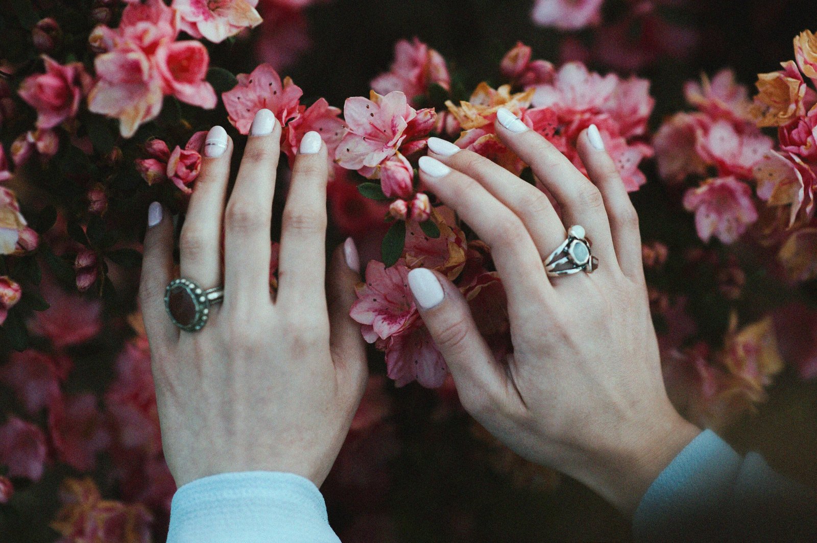 person holding pink flowers